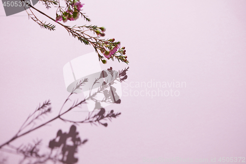 Image of Beautiful floral composition with a branch of pink flowers on a 