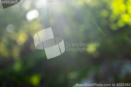 Image of Natural sunny bright blurred background bokeh green foliage. A b