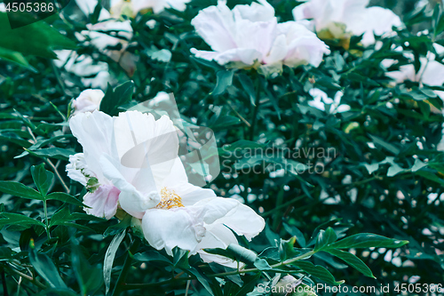 Image of beautiful white Peony in the garden