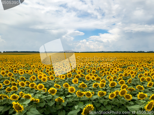 Image of Panoramic photography from flying drone to a beautiful field of sunflowers and cloudy sky by summertime at sunset.