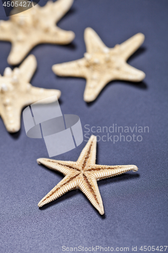 Image of Starfish closeup on deep blue.