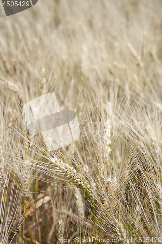 Image of Grain field in the rural landscape.