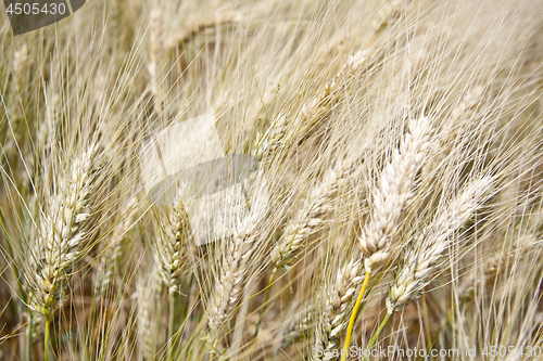 Image of  Closeup image of wheat field. 