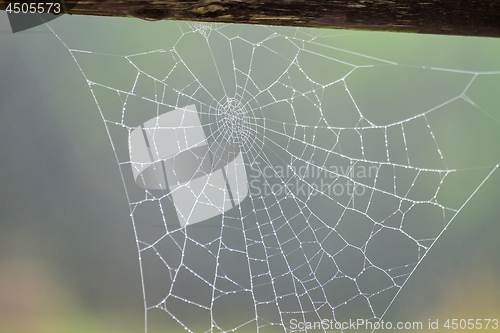 Image of Spiderweb Garmisch-Partenkirchen in autumn