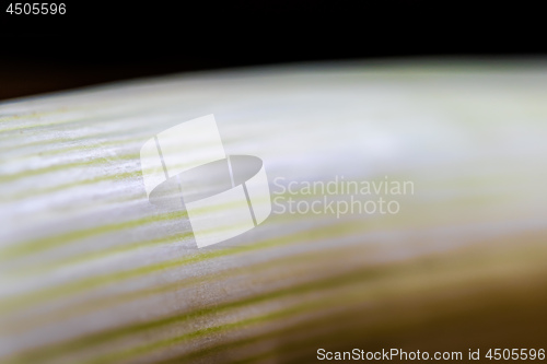 Image of Closeup of white fresh leek