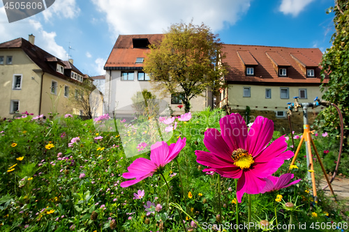 Image of Flowers on a meadow in Aalen