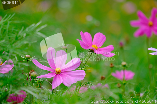 Image of Flowers on a meadow in Aalen