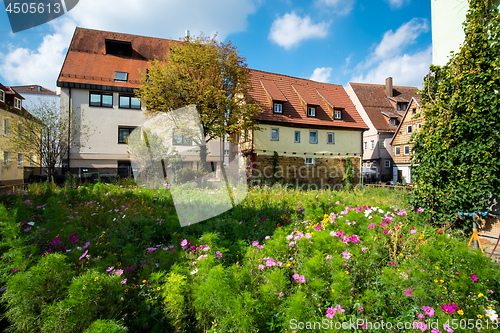 Image of Flowers on a meadow in Aalen