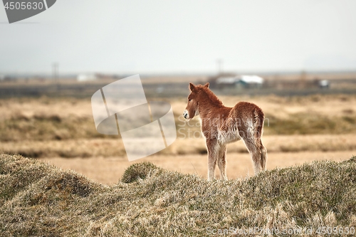 Image of Small, young horse in Iceland