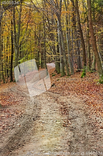 Image of Autumn forest path between trees