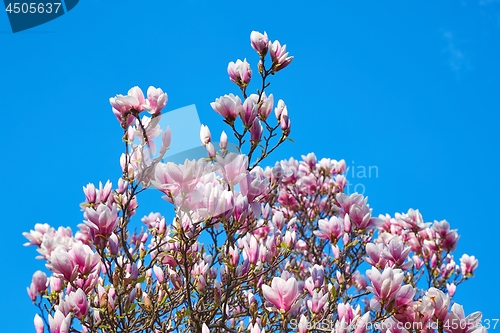 Image of Magnolia tree blossom