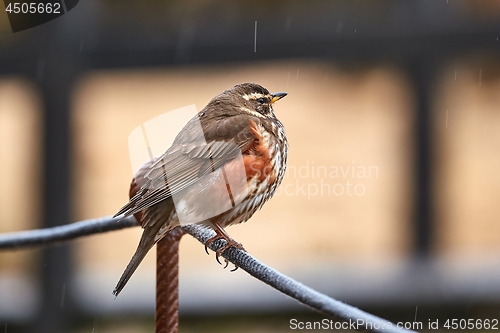 Image of Redwing sitiin on a wire