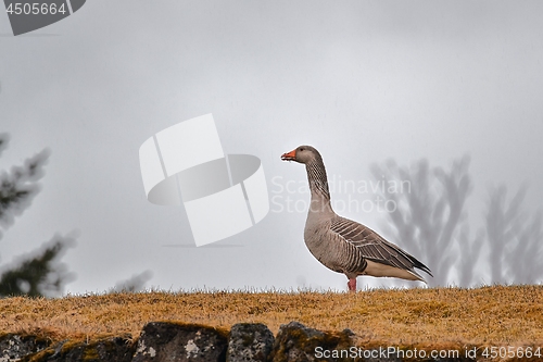 Image of Goose on rainy field in Iceland