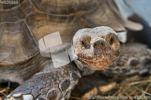 Image of African spurred tortoise