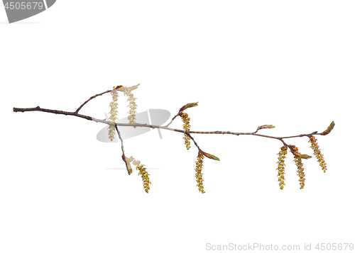 Image of Spring tree branch with flowers on white