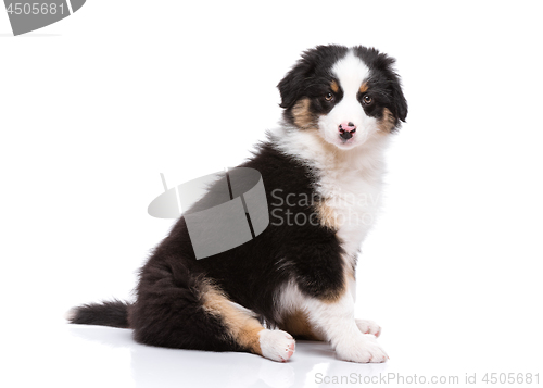 Image of Australian shepherd puppy