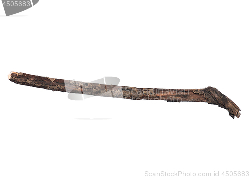 Image of Dry tree branch on white