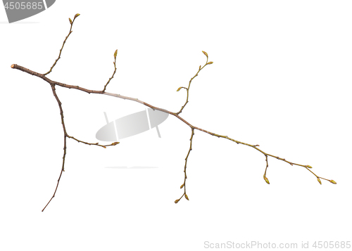 Image of Spring tree branch on white