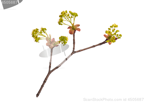 Image of Spring tree branch with flowers on white