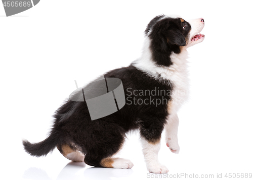 Image of Australian shepherd puppy