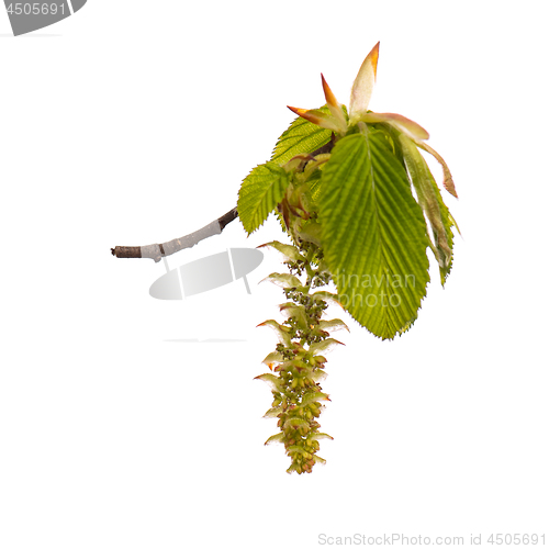 Image of Spring tree branch with flowers on white