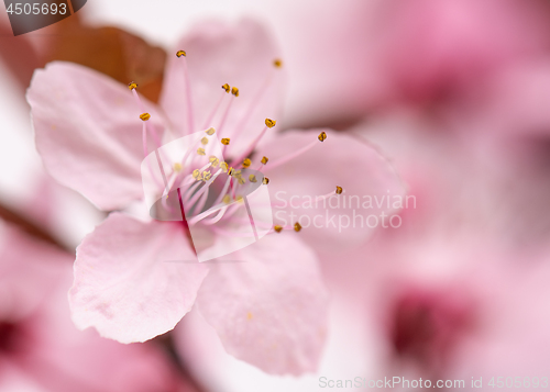 Image of Cherry blossom flowers