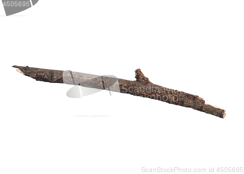 Image of Dry tree branch on white