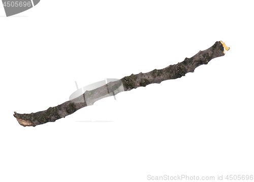 Image of Dry tree branch on white