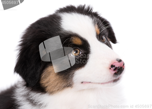 Image of Australian shepherd puppy