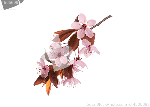 Image of Spring tree branch with flowers on white