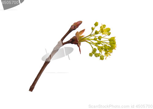 Image of Spring tree branch with flowers on white