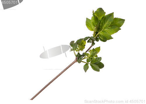 Image of Spring tree branch on white