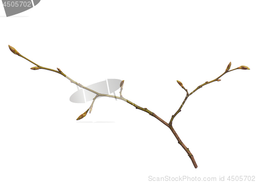 Image of Spring tree branch on white