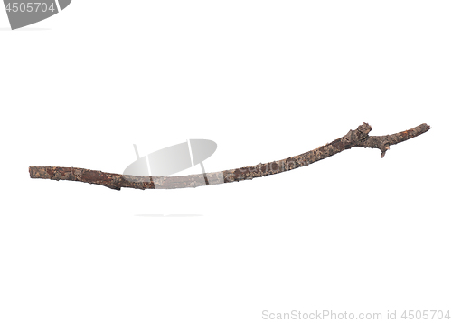 Image of Dry tree branch on white