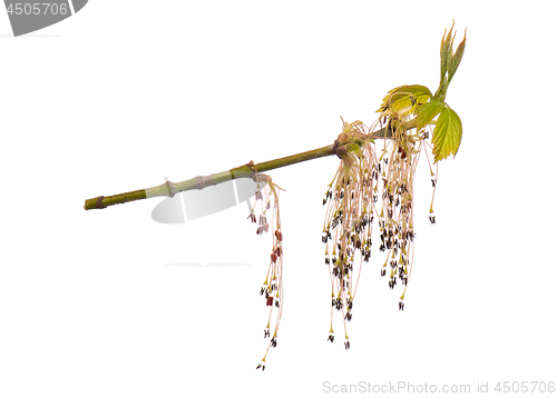 Image of Spring tree branch with flowers on white