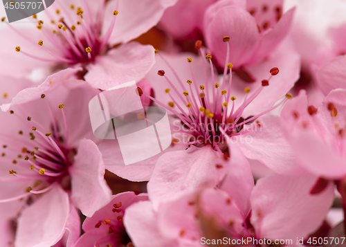 Image of Cherry blossom flowers