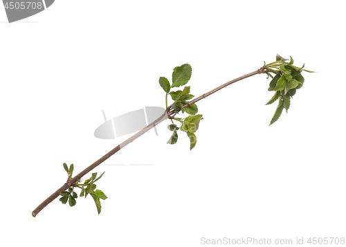 Image of Spring tree branch on white