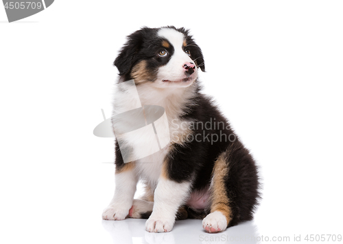 Image of Australian shepherd puppy