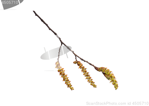 Image of Spring tree branch with flowers on white