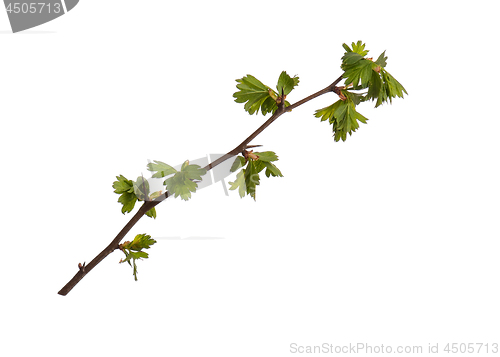 Image of Spring tree branch on white