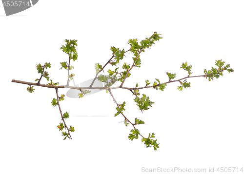 Image of Spring tree branch on white