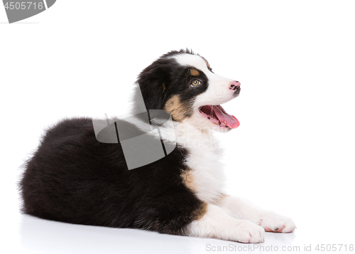 Image of Australian shepherd puppy