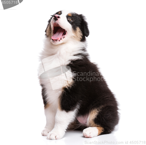 Image of Australian shepherd puppy