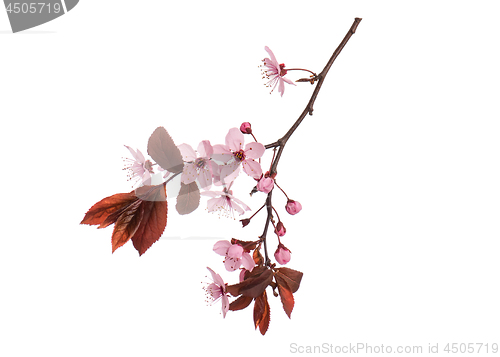 Image of Spring tree branch with flowers on white