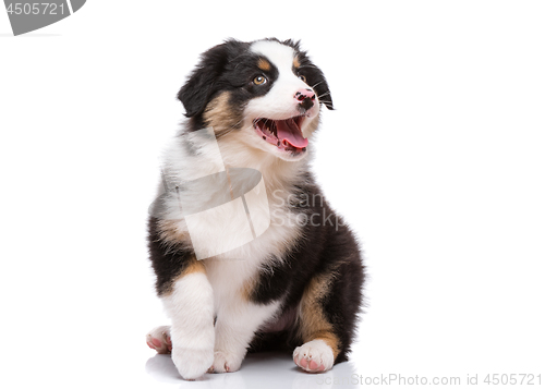 Image of Australian shepherd puppy