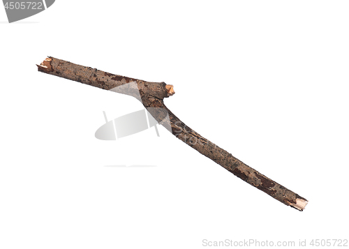 Image of Dry tree branch on white