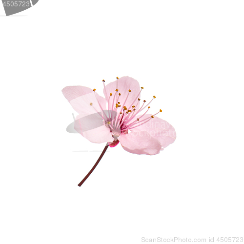 Image of Cherry blossom flowers