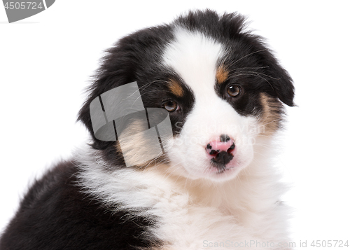 Image of Australian shepherd puppy