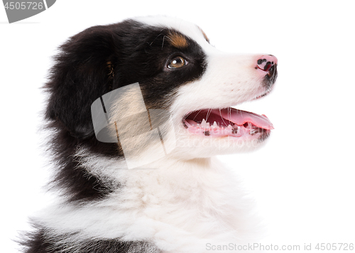 Image of Australian shepherd puppy