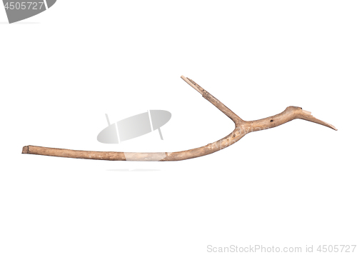 Image of Dry tree branch on white